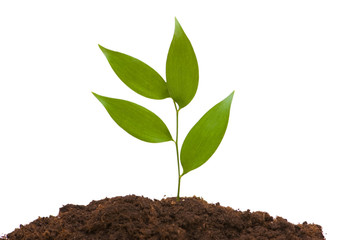 Green seedlings illustrating the concept of new life