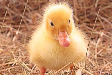 Duckling