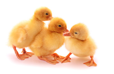 Three duckling conversation