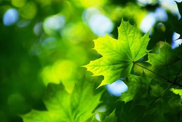 green leaves