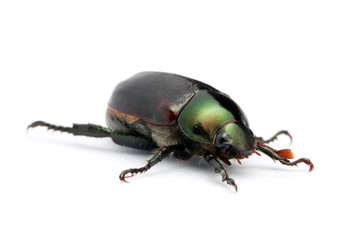 Green Beetle (Anomala albopilosa)