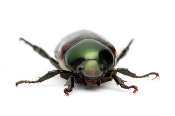 Green Beetle (Anomala albopilosa)