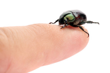 Green Beetle (Anomala albopilosa)