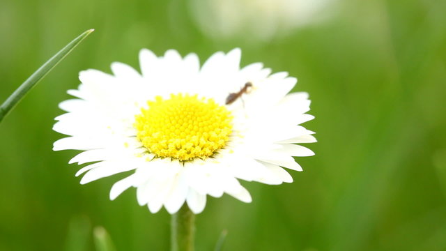 ant on daisy
