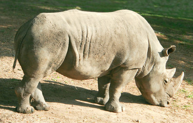 Indian Rhinoceros (Rhinoceros unicornis)