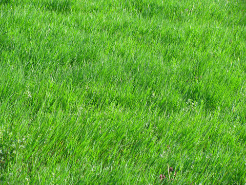 Bright green spring grass