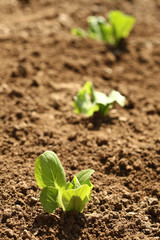 Freshly planted young lettuce in garden