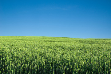 Green field and blue sky