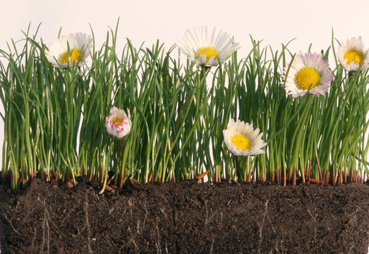 Blumenwiese