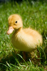 Cute little duckling