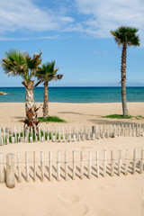 Palmiers sur la plage