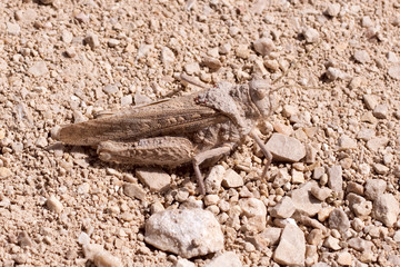 Grasshopper
