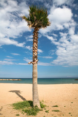 Palmiers sur la plage