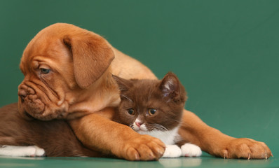 Puppy and the kitten lying on a green background.
