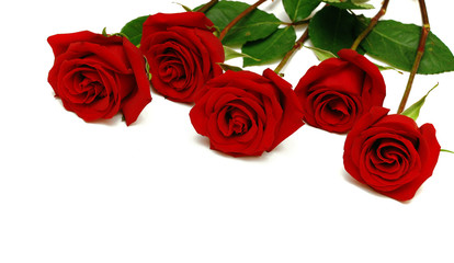 Roses on a white background.