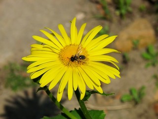 Biene vs. Blüte