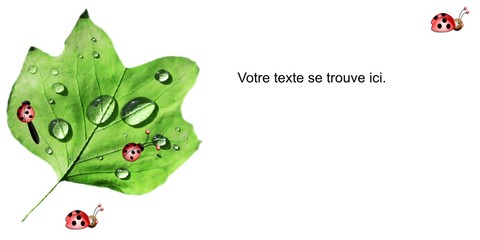 faire-part coccinelles