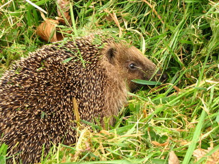 Hérisson européen (Erinaceus europaeus )
