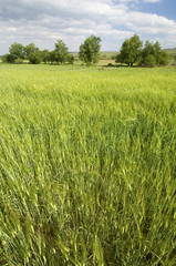 green meadow with trees and clouds