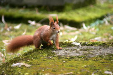 Eichhörnchen