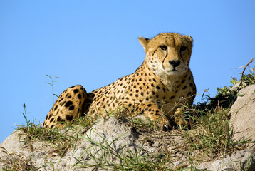Gepard