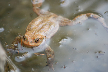 Kröte