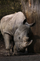 Fototapeta premium Breitmaulnashorn