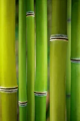 Crédence de cuisine en verre imprimé Bambou bambou