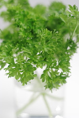 Bunch of the parsley's leaves