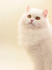 white cat