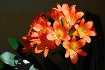 Orange Blume