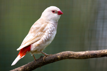 Diamond firetail ( Stagonopleura guttata )