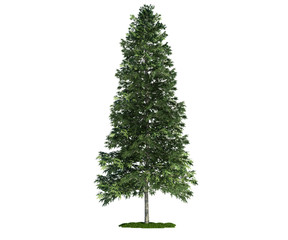 isolated tree on white, Norway spruce (Picea abies)
