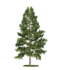 isolated tree on white, Eastern white pine (Pinus strobus)