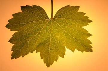Light behind Leaf