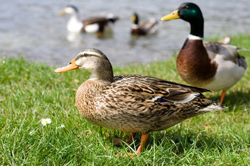 ducks
