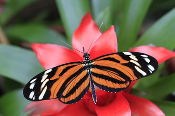 Papillon exotique sur une fleur