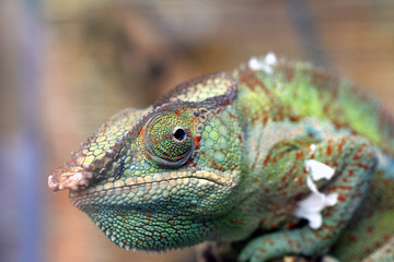 L'oeil du caméléon