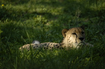 Gepard © Scharfetter