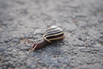 Schneckentempo