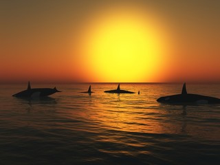 Orca (killer whales) at Sunset