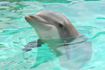 Portrait de dauphin