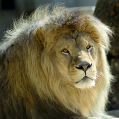 Naklejka premium Portrait de lion