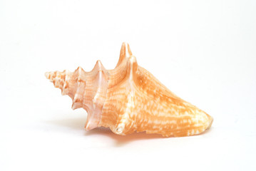 a seashell