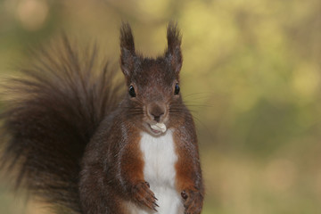 Eichhörnchen mit Erdnuß