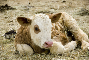 Obraz premium young calf