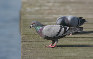 Tauben