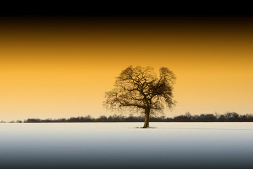 Fototapeta na wymiar Samotne drzewo w śniegu
