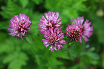 Rotklee - Trifolium Pratense