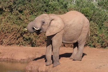 Fototapeta na wymiar Elephant at Waterhole